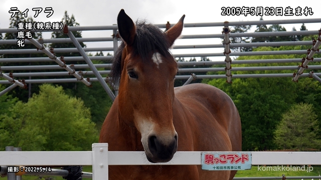 ティアラ